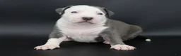 American Bully dogs for sale: Empress - Ad 4
