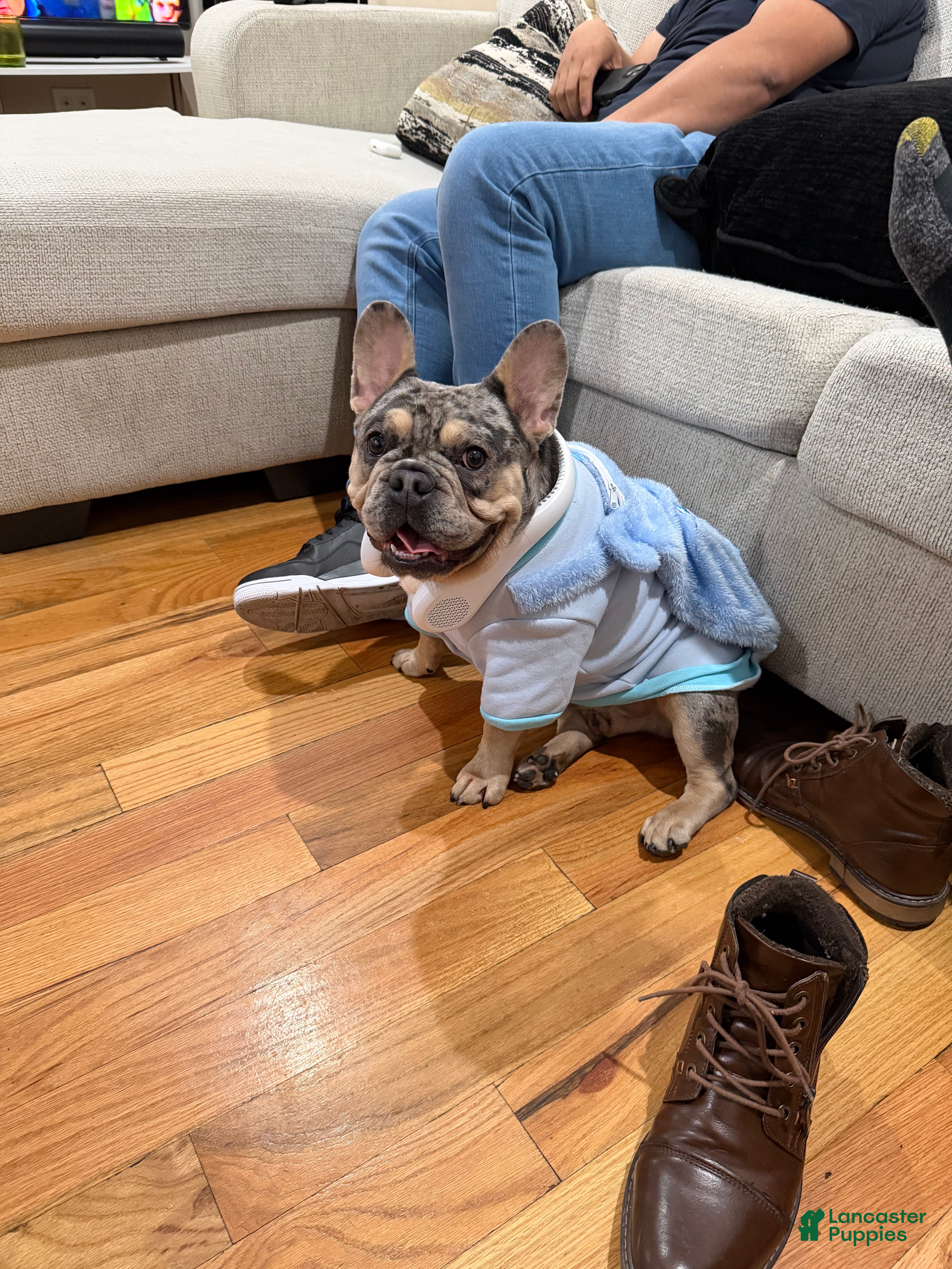 French Bulldog dogs Franklin  - Ad 9