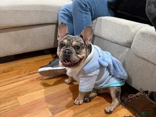 French Bulldog dogs Franklin - Ad 9