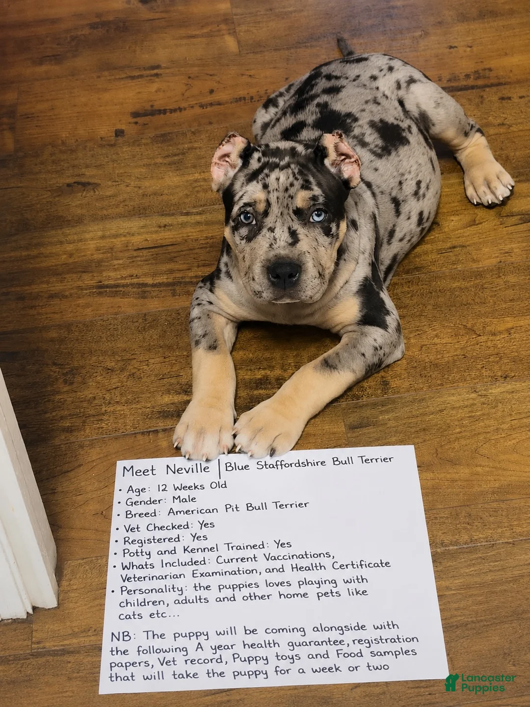 American Pit Bull Terrier dogs for sale: Neville  - Ad 1