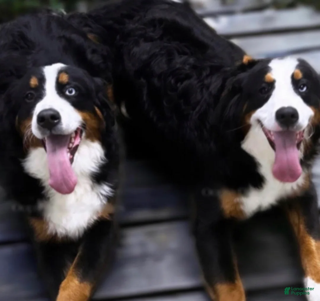 Mini Bernedoodle dogs for sale: Sid - Ad 2