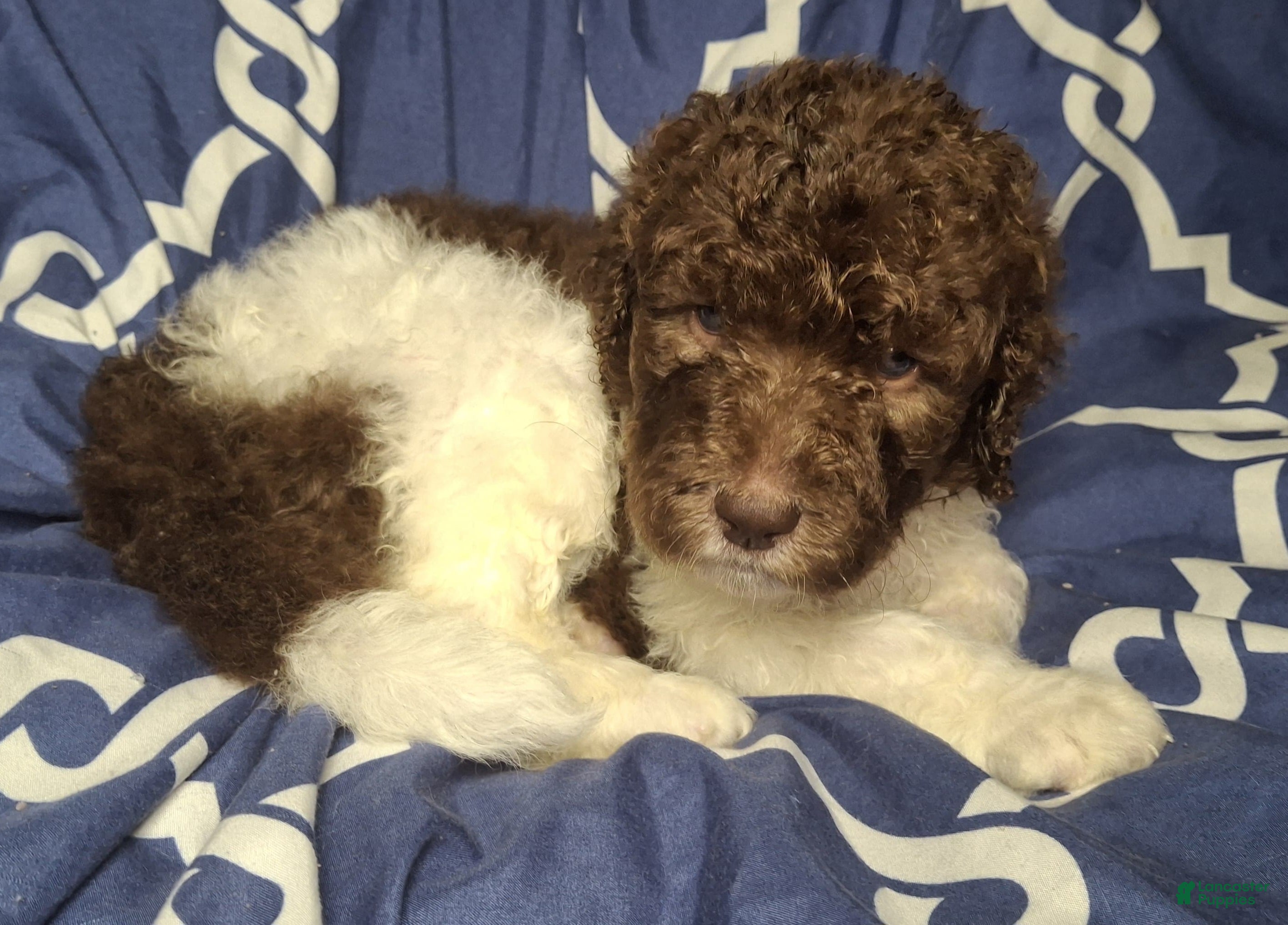 Labradoodle dogs Juniper *REDUCED* - Ad 13
