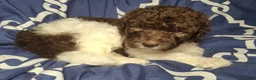 Labradoodle dogs for sale: Juniper *REDUCED* - Ad 1