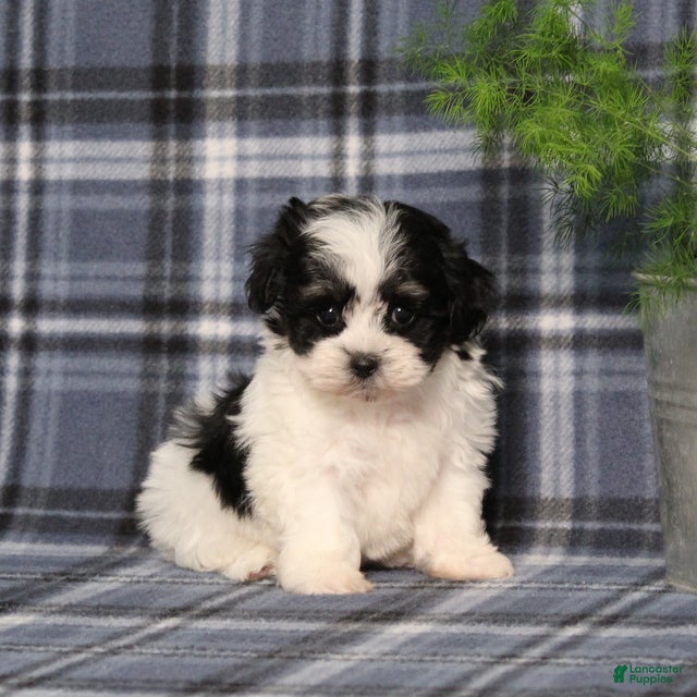 Teddy Bear dogs Yetta - Ad 1