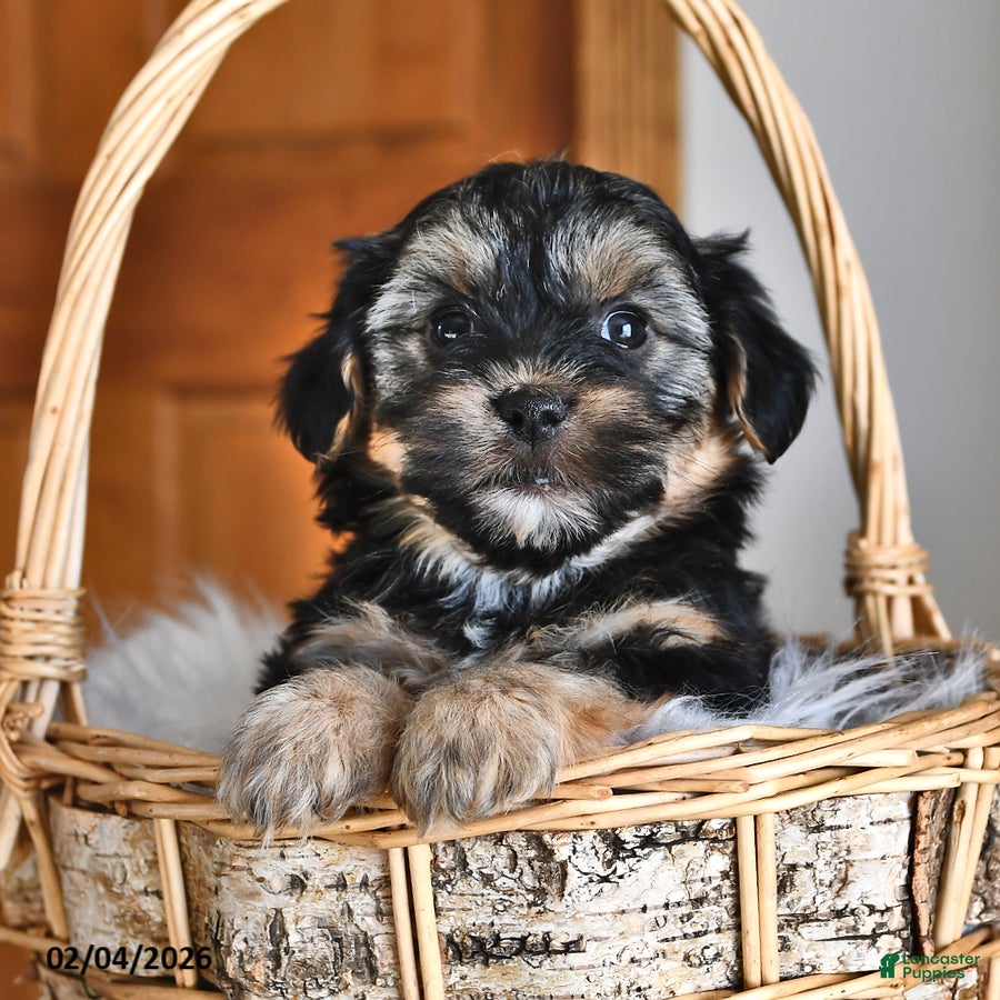 Morkie dogs Buster - Ad 2