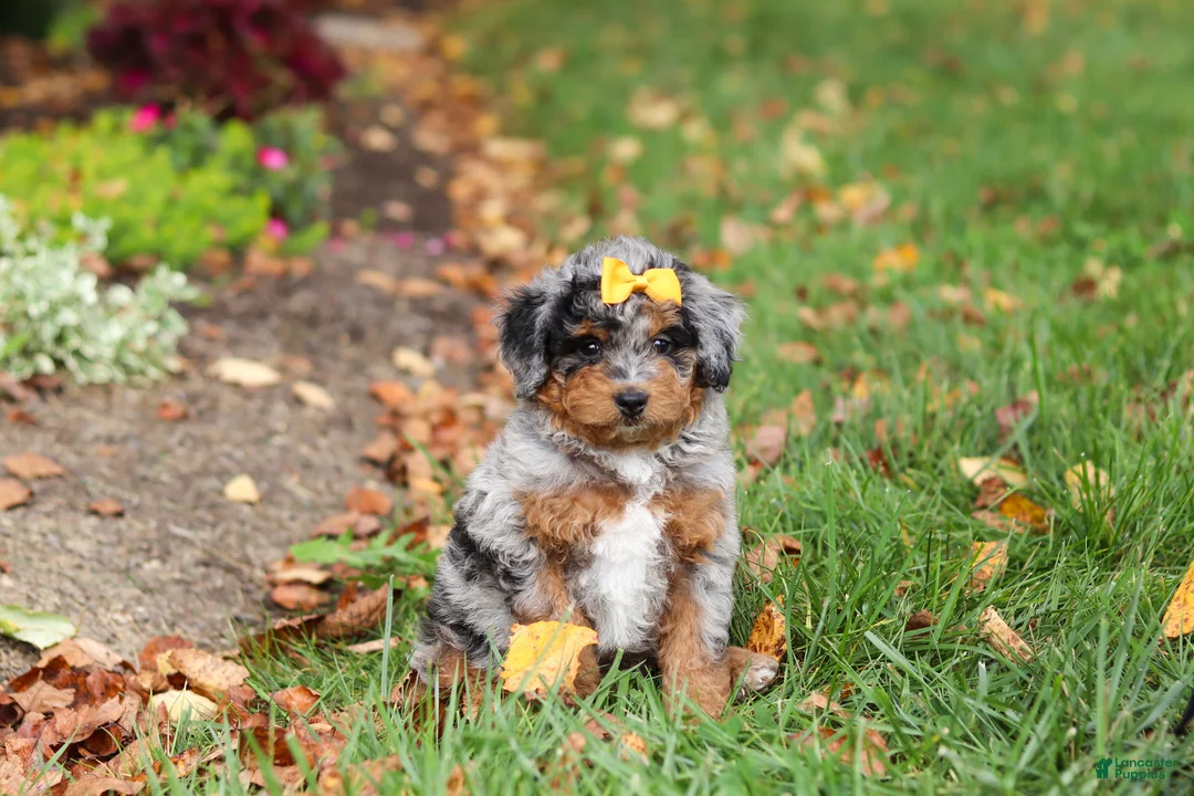 Mini Bernedoodle dogs for sale: Billie - Ad 2