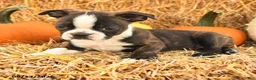 Boston Terrier dogs for sale: Randy - Ad 3