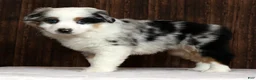 Miniature Australian Shepherd dogs for sale: Stormy - Ad 5
