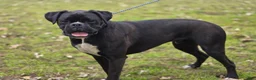 Boxer dogs for sale: Boxer Puppy 1 - Ad 4