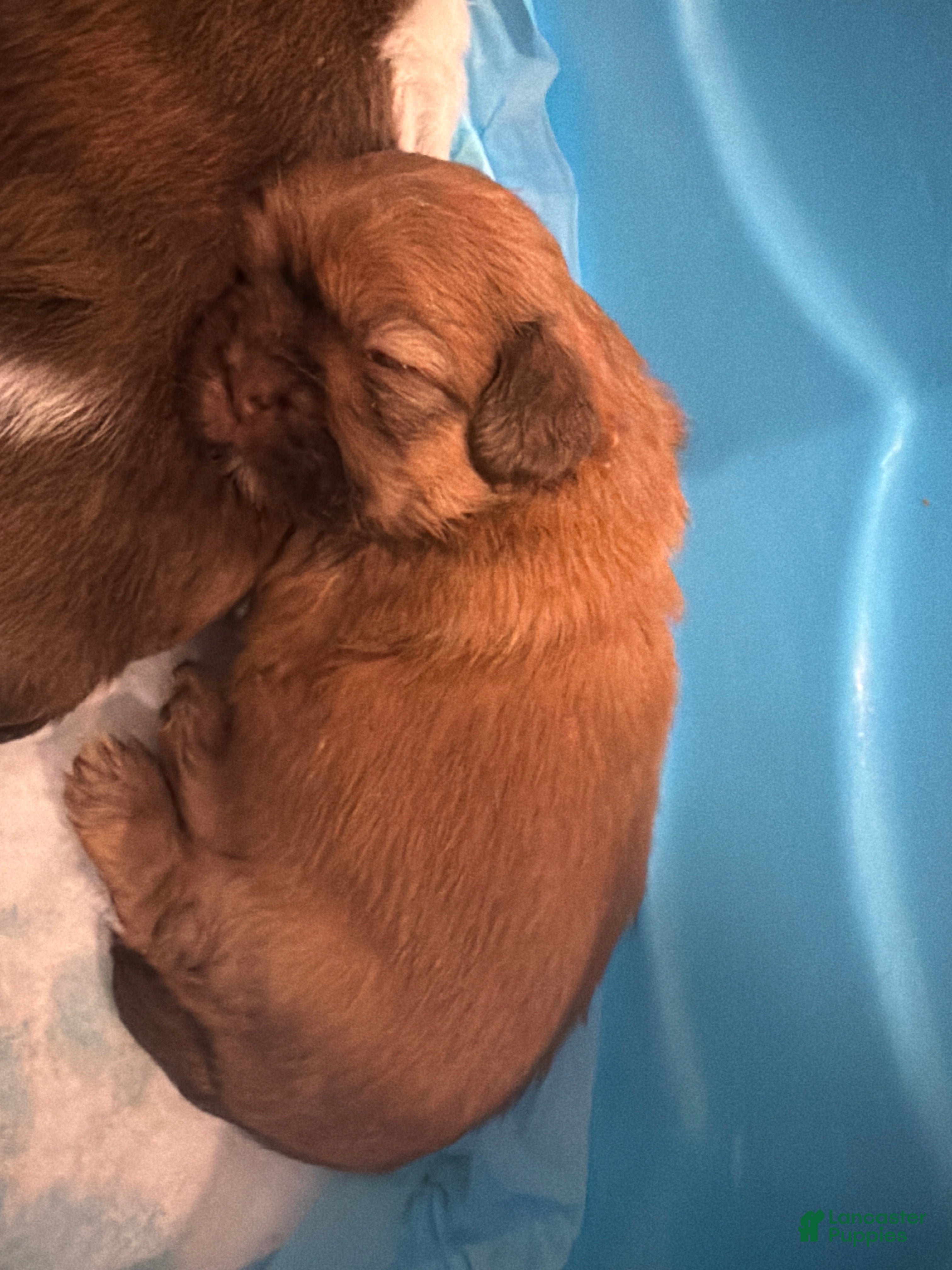 Shih Tzu dogs Shih Tzu 1 - Ad 23