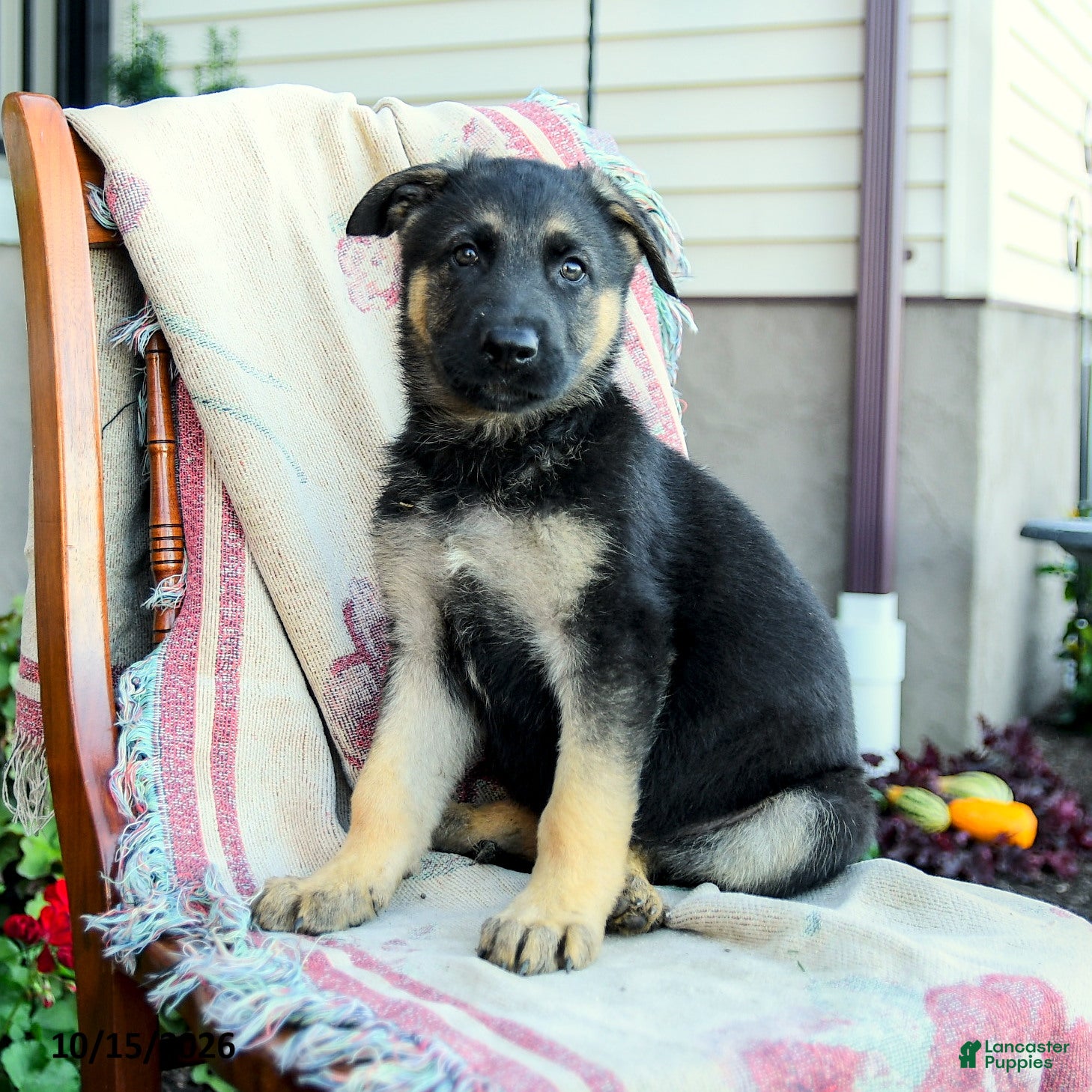German Shepherd dogs for sale: Apollo - Ad 3