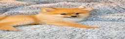 Pomeranian dogs for sale: Ace - Ad 5