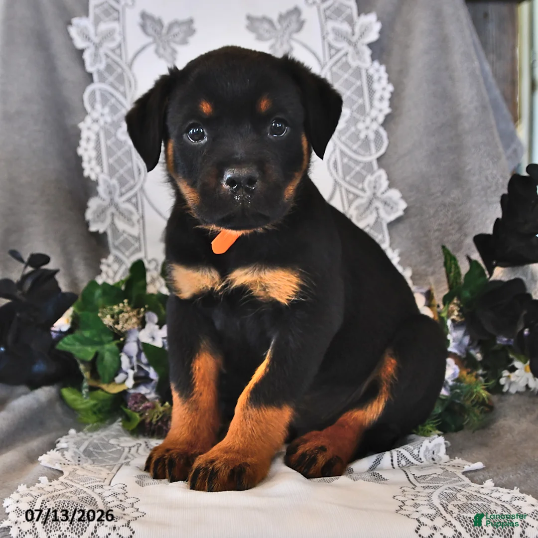 Rottweiler dogs for sale: Smokey - Ad 1