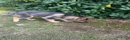 Gerberian Shepsky dogs for sale: Apollo - Ad 3