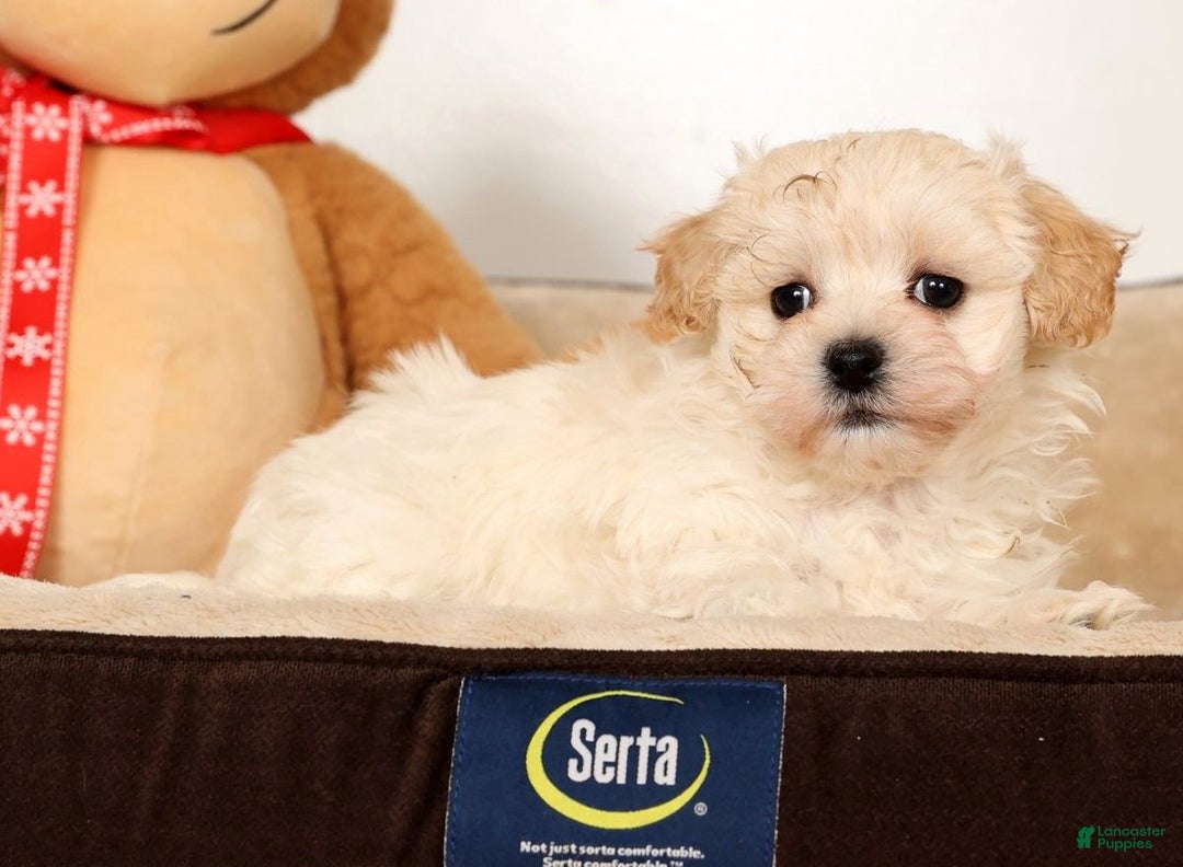 Maltipoo dogs for sale: Danny - Ad 4