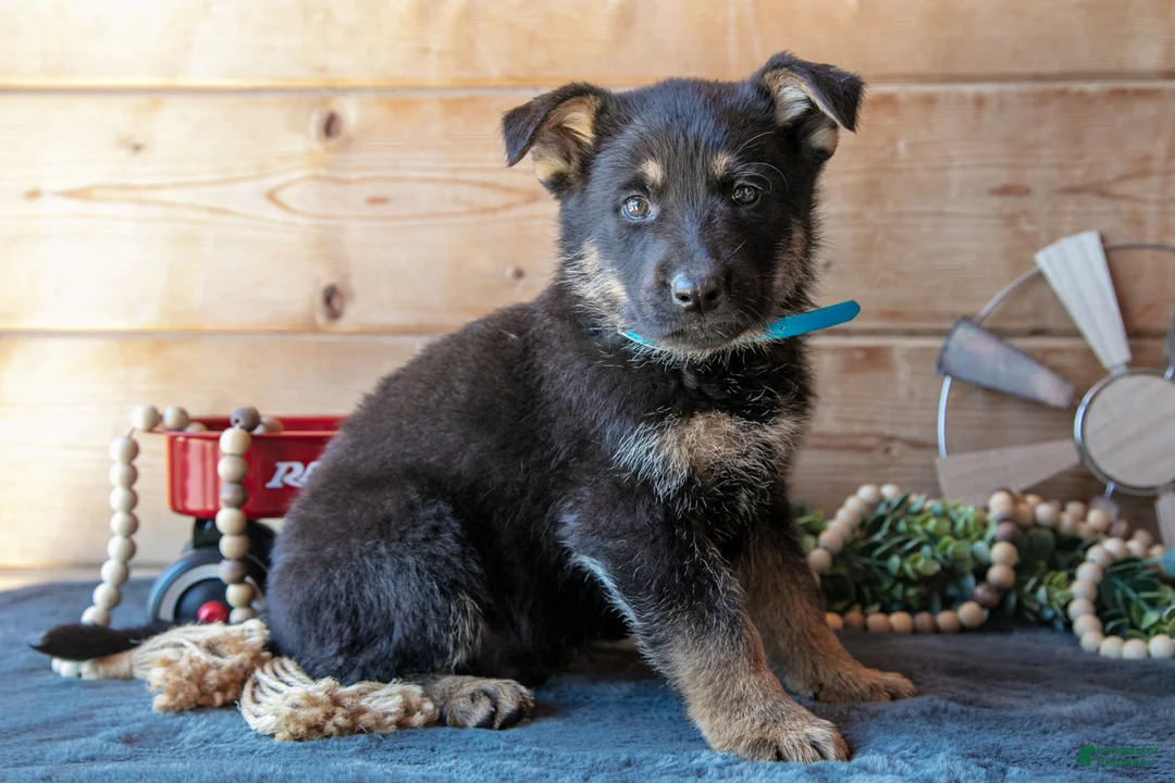 German Shepherd dogs for sale: Max - Ad 1