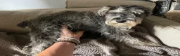 Miniature Schnauzer dogs for sale: Miniature Schnauzer 1 - Ad 2