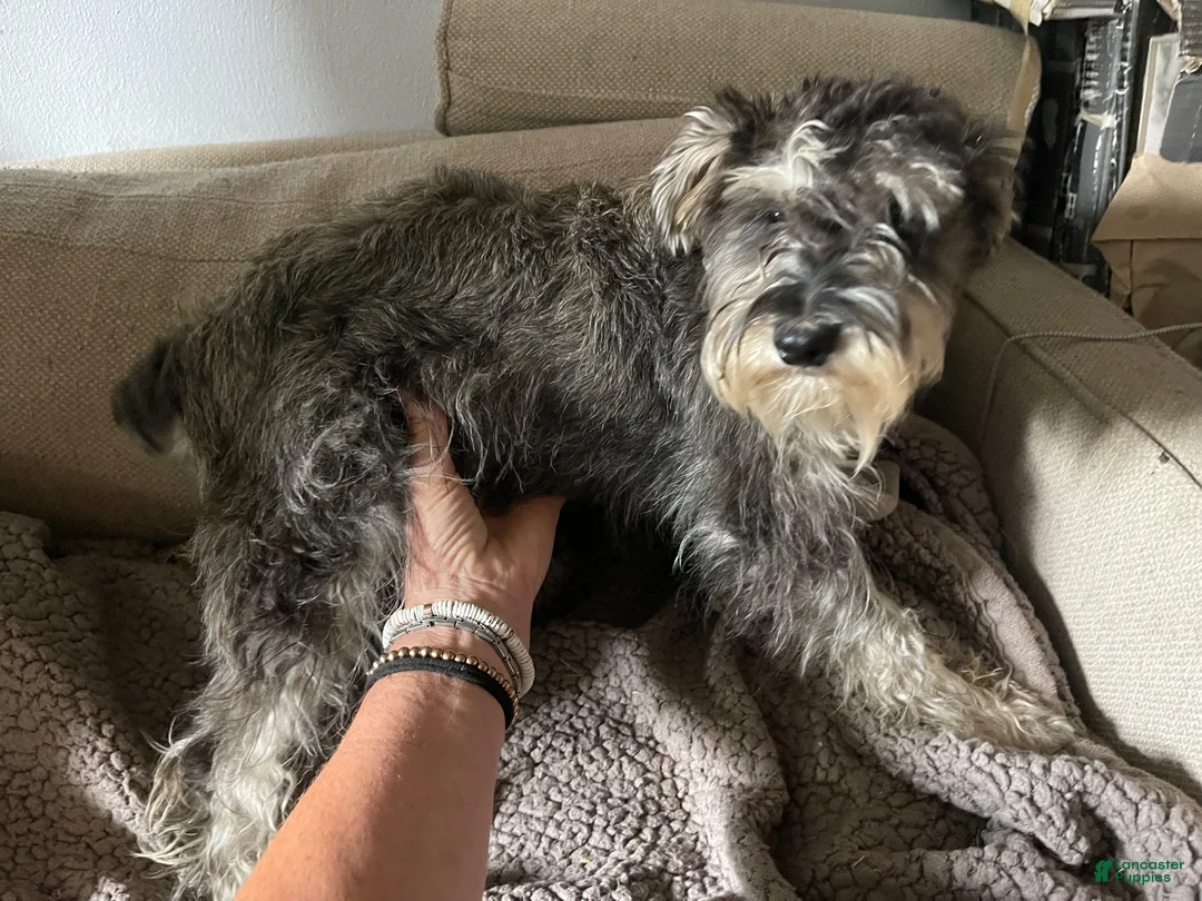 Miniature Schnauzer dogs for sale: Miniature Schnauzer 1 - Ad 2
