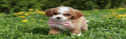 Cavapoo dogs for sale: Bambi - Ad 1