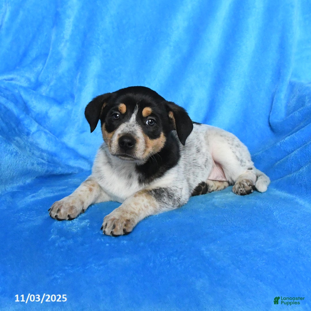 Australian Cattle Dog dogs for sale: Sandy - Ad 1