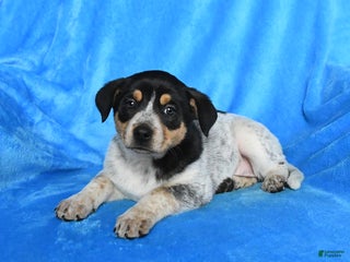 Australian Cattle Dog dogs Sandy - Ad 33