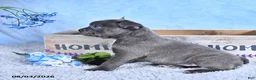 Frenchton dogs for sale: Lonny - Ad 4
