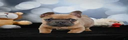 French Bulldog dogs for sale: April - Ad 10