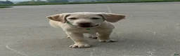 Labrador Retriever dogs for sale: Honey - Ad 7