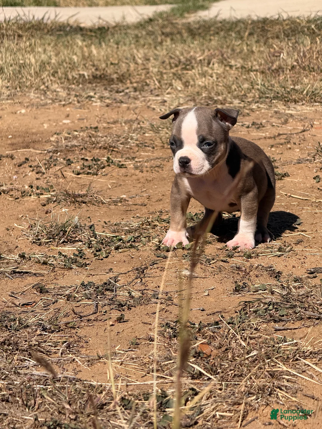 American Bully dogs for sale: American Bully Puppy 3 - Ad 3