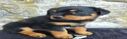 Rottweiler dogs for sale: Sally - Ad 3