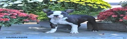 Boston Terrier dogs for sale: Harry - Ad 1