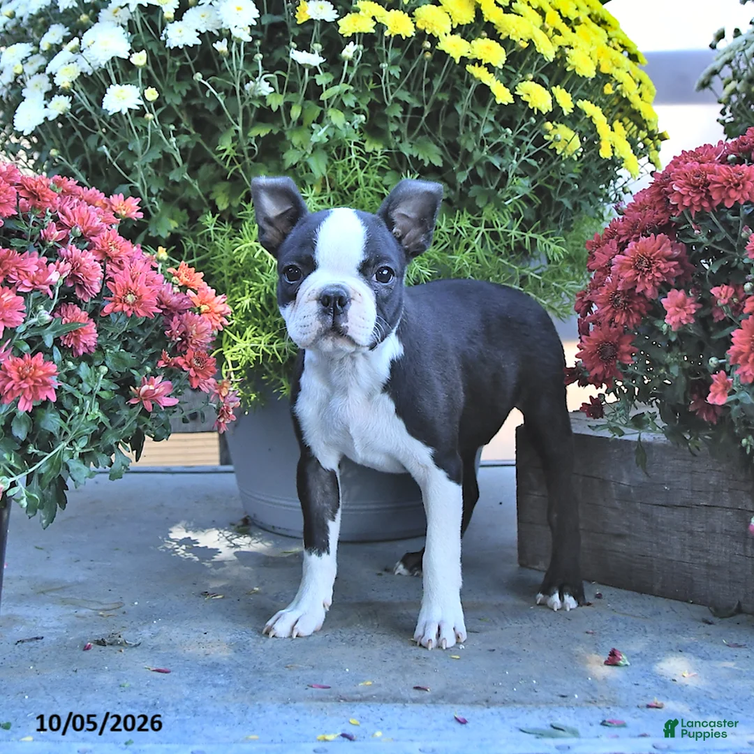 Boston Terrier dogs for sale: Harry - Ad 1