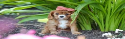 Cavalier King Charles Spaniel dogs for sale: Minnie - Ad 3