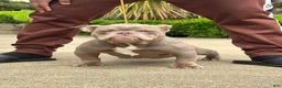 American Bully dogs for sale: Princess cherry - Ad 4