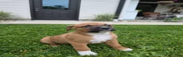 Mixed Breed dogs for sale: Bo - Ad 2