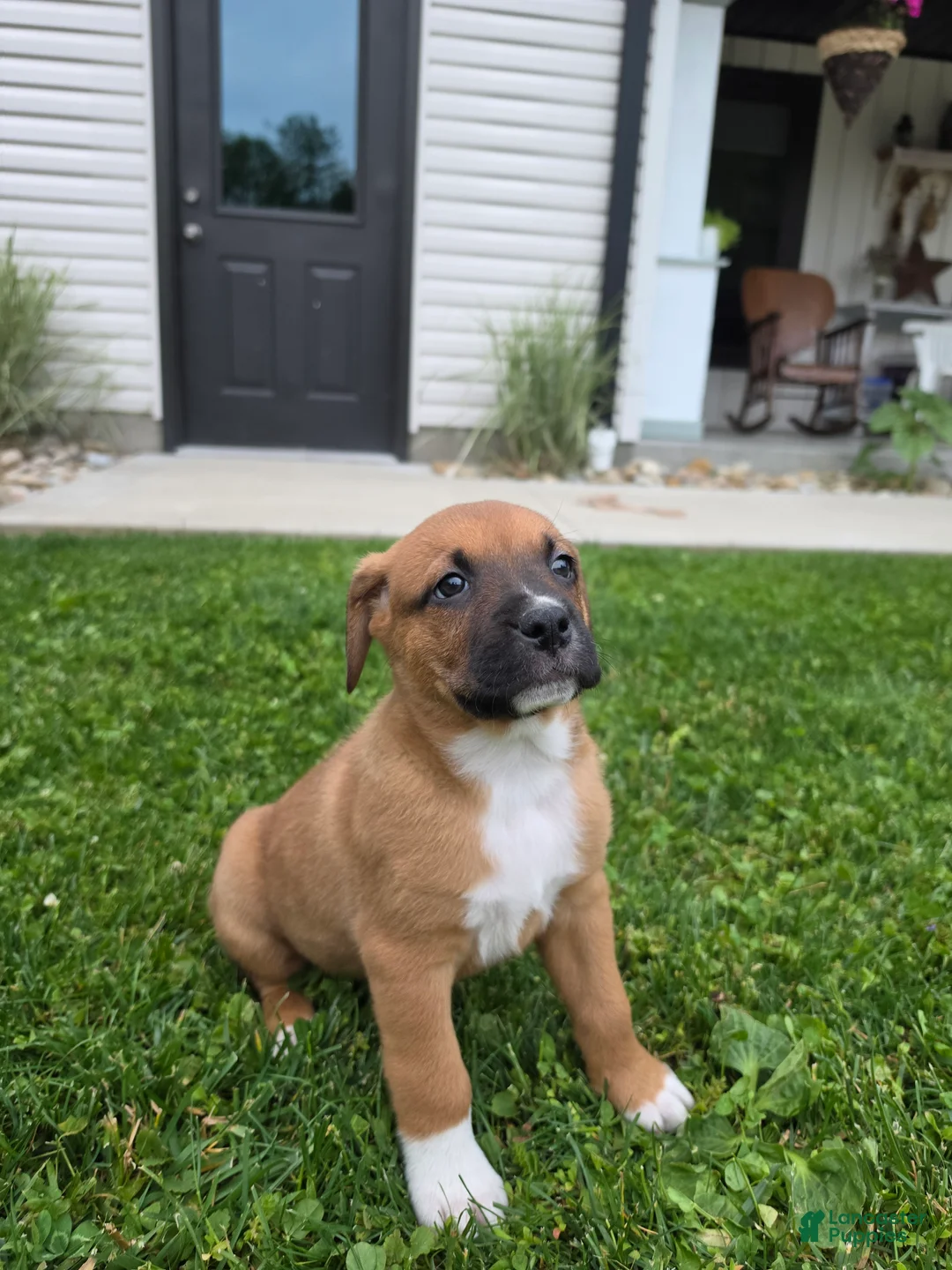 Mixed Breed dogs for sale: Bo - Ad 2