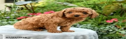 Toy Poodle dogs for sale: Tinsley - Ad 3