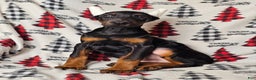 Doberman Pinscher dogs for sale: Scarlet - Ad 3