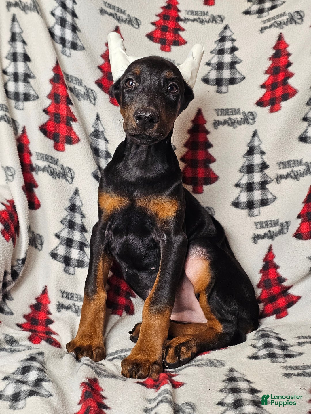 Doberman Pinscher dogs for sale: Scarlet - Ad 3