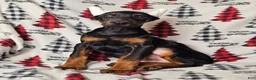 Doberman Pinscher dogs for sale: Scarlet - Ad 3
