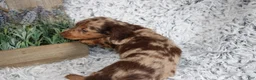 Dachshund dogs for sale: HARLEY - Ad 5