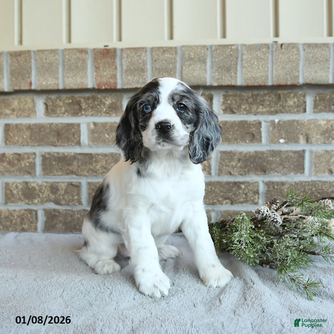 Cocker Spaniel dogs for sale: Sterling - Ad 3