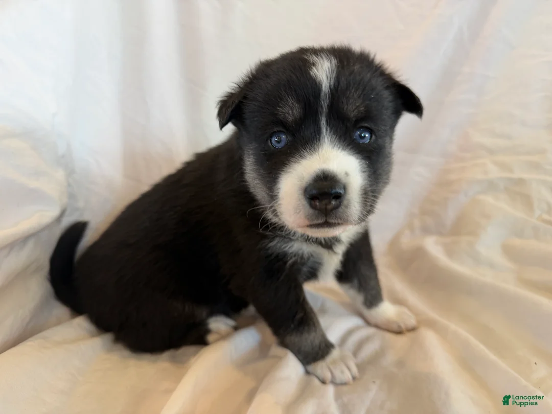 Pomsky dogs for sale: Blue - Ad 5