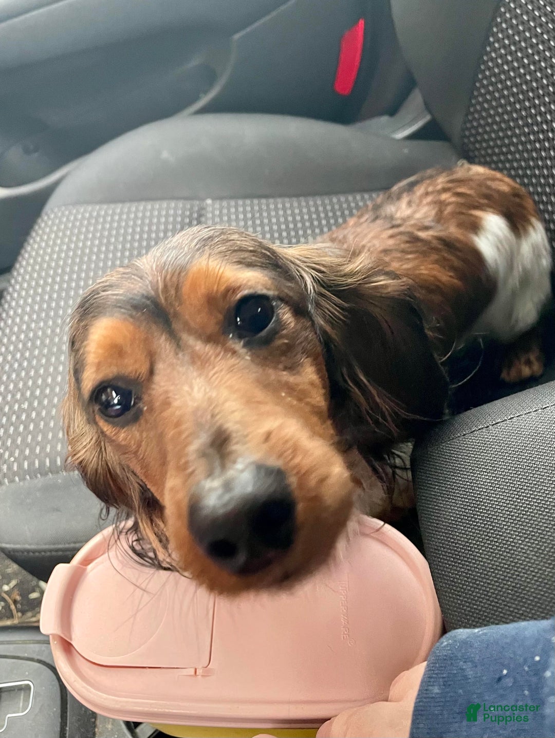 Miniature Dachshund dogs for sale: Fritz - Ad 24