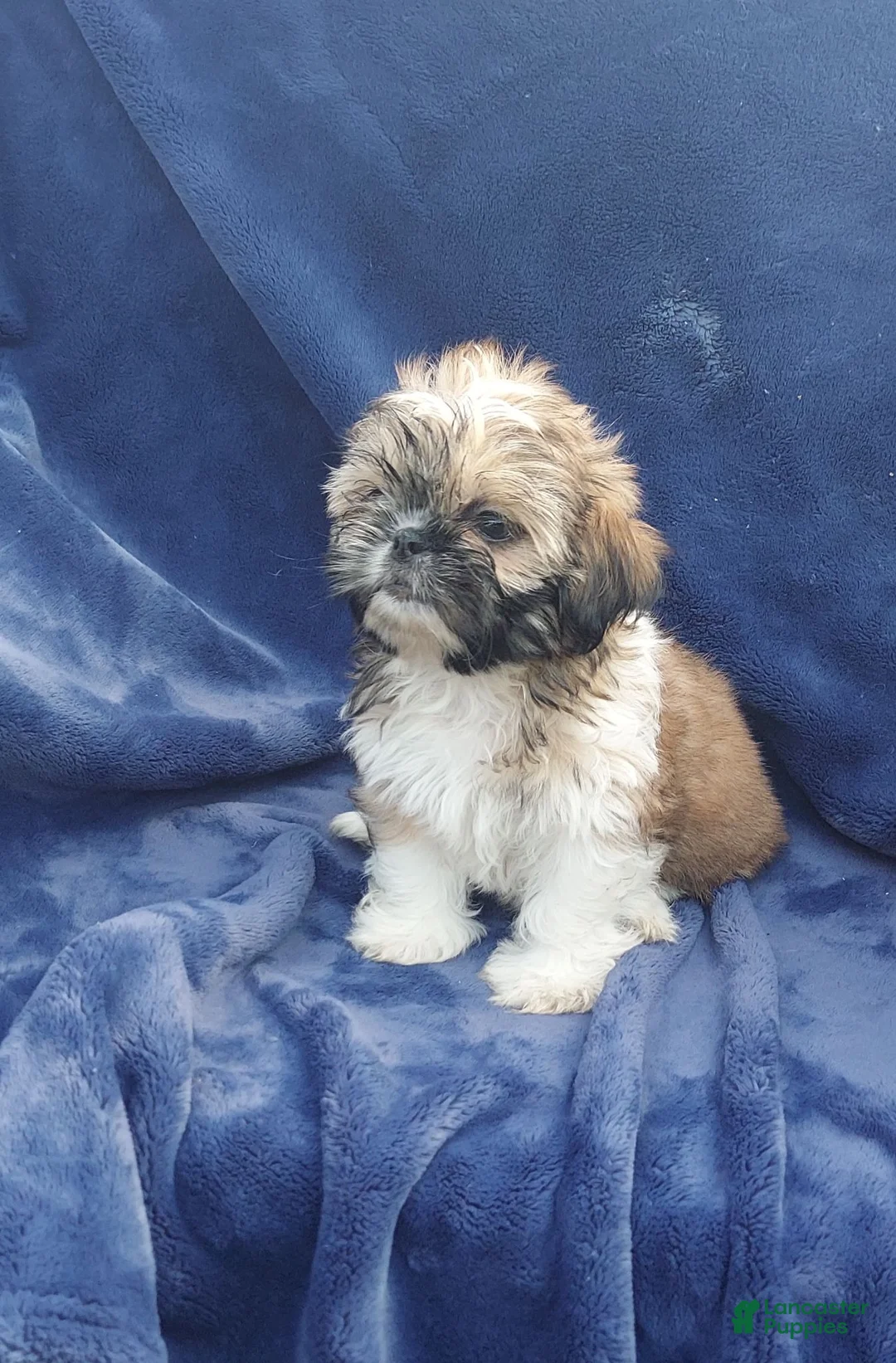 Shih Tzu dogs for sale: BETTY - Ad 11