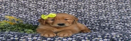 Golden Retriever dogs for sale: Lyndsay - Ad 5