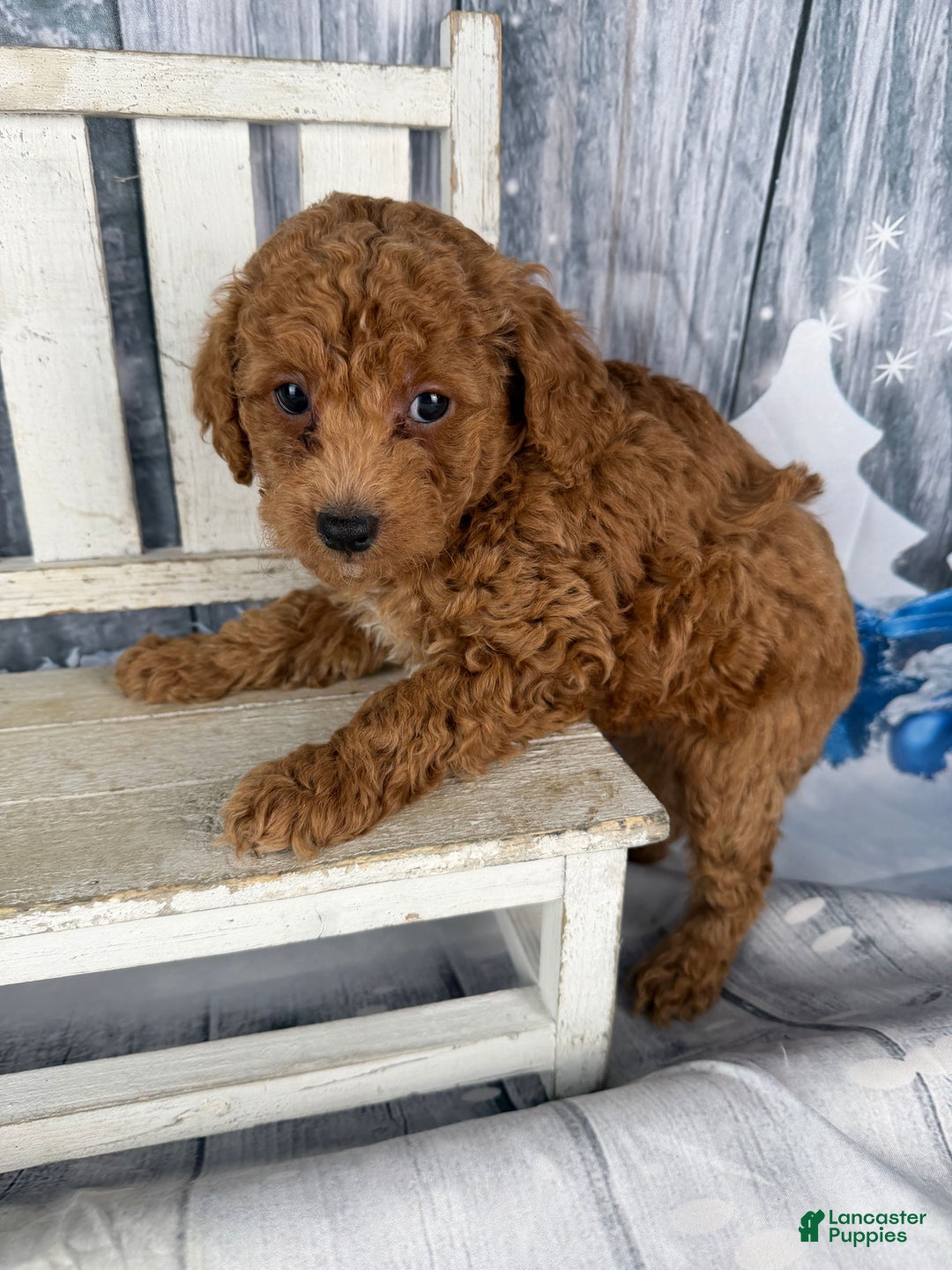 Cavapoo dogs for sale: Red - Ad 6