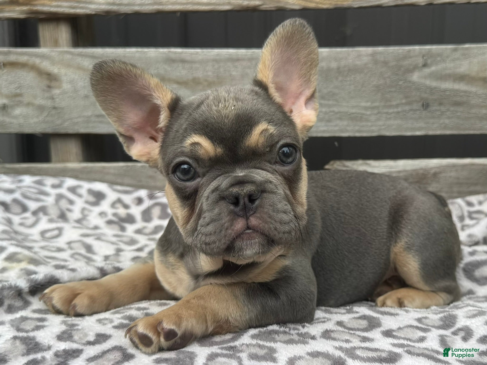 French Bulldog dogs Fox - Ad 2