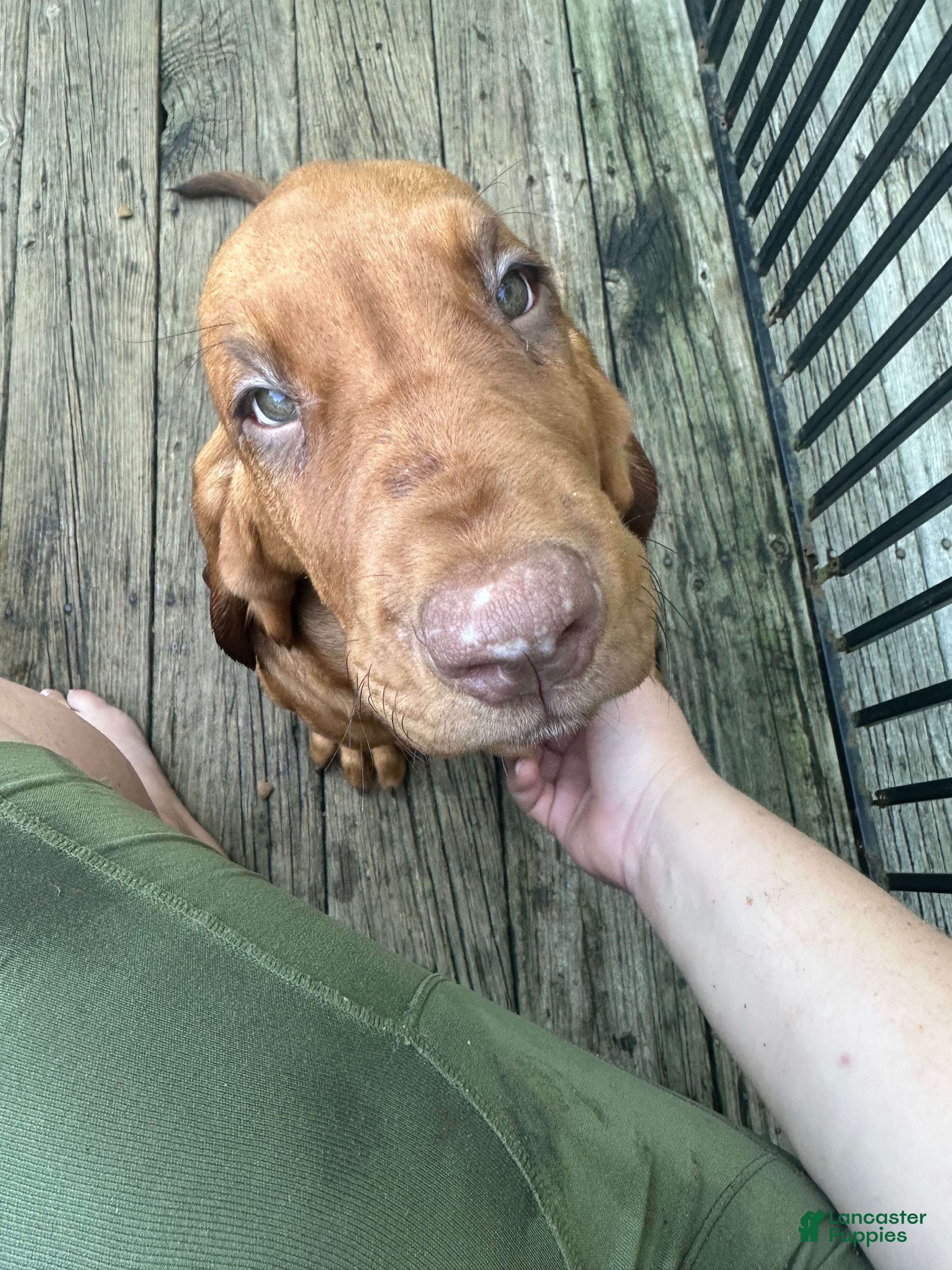 Bloodhound dogs for sale: Bloodhound Puppy 7 - Ad 4