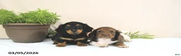 Miniature Dachshund dogs for sale: Ember - Ad 3